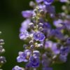 Agnus castus indgår i homøopatiske lægemidler fra Allergica