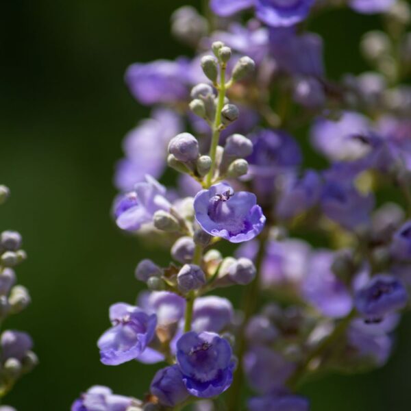 Agnus castus comp. - Image 4
