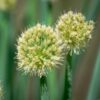 Kepaløg indgår i homøopatiske lægemidler fra Allergica