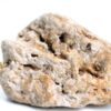Ambra - et sekret fra kaskelothvalen - indgår i homøopatiske lægemidler fra Allergica