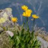 Arnica indgår i homøopatiske lægemidler fra Allergica