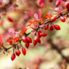 Bær fra almindelig berberis indgår i homøopatiske lægemidler fra Allergica