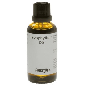 Bryophyllum D6
