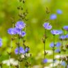 Cikorie indgår i homøopatiske lægemidler fra Allergica