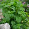 Citronmelisse indgår i homøopatiske lægemidler fra Allergica