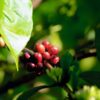 Kaffe indgår i homøopatiske lægemidler fra Allergica