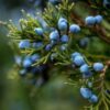 Enebær indgår i homøopatiske lægemidler fra Allergica