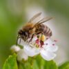 Honningbi - indgår i homøopatiske lægemidler fra Allergica