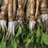 Peberrod indgår i homøopatiske lægemidler fra Allergica
