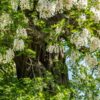 Robinia indgår i homøopatiske lægemidler fra Allergica