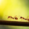 Rød skovmyre indgår i homøopatiske lægemidler fra Allergica
