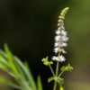 Sort sølvlys indgår i homøopatiske lægemidler fra Allergica