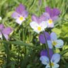 Stedmoderblomst indgår i homøopatiske lægemidler fra Allergica