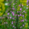 Strandkrageklo indgår i homøopatiske lægemidler fra Allergica