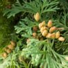 Thuja indgår i homøopatiske lægemidler fra Allergica