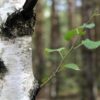 Birk indgår i homøopatiske lægemidler fra Allergica