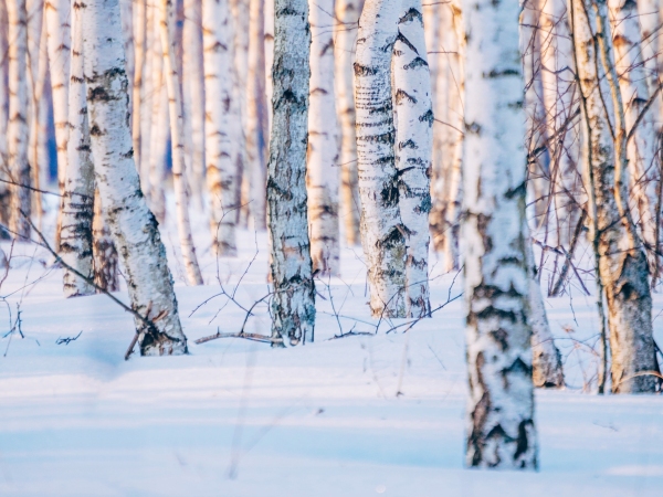 Vinterlandskab, ingen pollen endnu